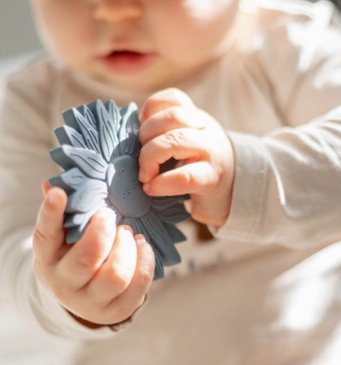 נשכן חמנייה|כחול